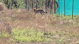 Nauradehi Sanctuary To Become 3rd Home For Cheetahs In Madhya Pradesh