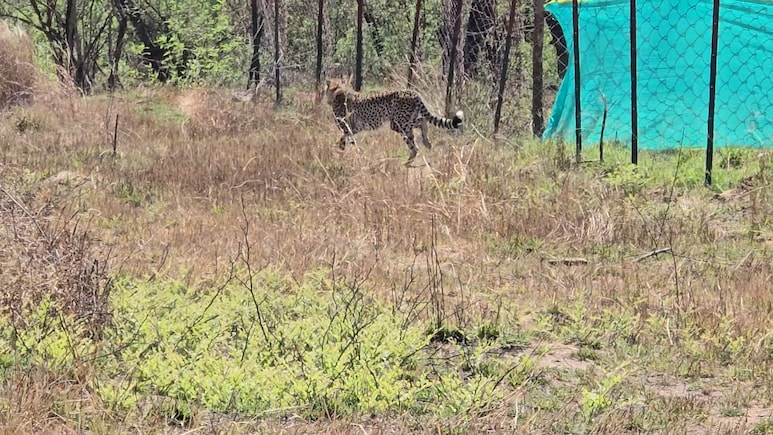 Nauradehi Sanctuary To Become 3rd Home For Cheetahs In Madhya Pradesh