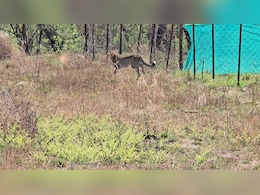 Nauradehi Sanctuary To Become 3rd Home For Cheetahs In Madhya Pradesh Nauradehi Sanctuary To Become 3rd Home For Cheetahs In Madhya Pradesh