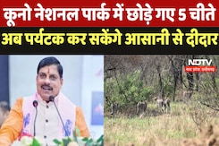 Cheeta Release in Kuno : कूनो नेशनल पार्क में छोड़े गए 5 चीते, अब पर्यटक कर सकेंगे आसानी से दीदार Cheeta Release in Kuno : कूनो नेशनल पार्क में छोड़े गए 5 चीते, अब पर्यटक कर सकेंगे आसानी से दीदार