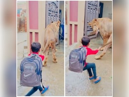 लोहे की जंजीर से बंधे शेर की पूंछ पकड़कर खींच रहा था बच्चा, देख लोग बोले- अगर शेर अपनी पर आ गया तो... लोहे की जंजीर से बंधे शेर की पूंछ पकड़कर खींच रहा था बच्चा, देख लोग बोले- अगर शेर अपनी पर आ गया तो...