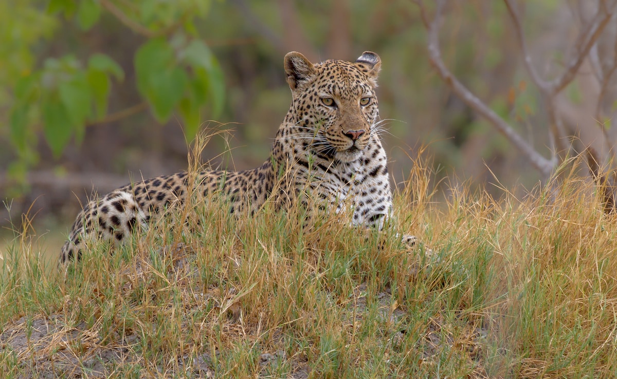 Jhalana Leopard Reserve. Photo: iStock Jhalana Leopard Reserve. Photo: iStock