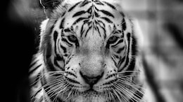 This Village Near Jim Corbett Has More Tiger Tales Than You Can Handle