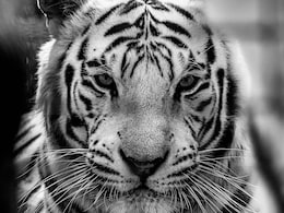 This Village Near Jim Corbett Has More Tiger Tales Than You Can Handle This Village Near Jim Corbett Has More Tiger Tales Than You Can Handle