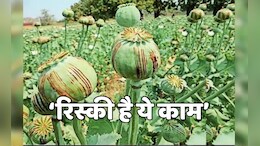 खतरों के बीच अफीम की खेती, न दिन का चैन न रात की नींद,  मंदसौर में किसान ऐसे काट रहे हैं &lsquo;वनवास&rsquo;