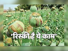 खतरों के बीच अफीम की खेती, न दिन का चैन न रात की नींद,  मंदसौर में किसान ऐसे काट रहे हैं ‘वनवास’ खतरों के बीच अफीम की खेती, न दिन का चैन न रात की नींद,  मंदसौर में किसान ऐसे काट रहे हैं ‘वनवास’