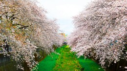 Japan Confirms The Beginning Of Cherry Blossom Aka Sakura Season For 2025