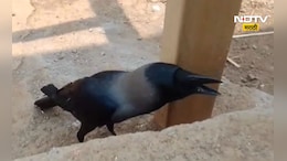 Viral video: 'काका आहेत का?' धडाधड मराठी बोलणारा कावळा, व्हायरल व्हिडीओ मागचं सत्य काय?
