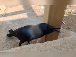 Viral video: 'काका आहेत का?' धडाधड मराठी बोलणारा कावळा, व्हायरल व्हिडीओ मागचं सत्य काय?