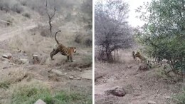 रणथंभौर टाइगर रिजर्व में वर्चस्व की लड़ाई, मौसी बाघिन ने बहन की बेटी पर किया हमला; VIDEO Viral