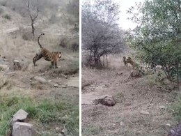 रणथंभौर टाइगर रिजर्व में वर्चस्व की लड़ाई, मौसी बाघिन ने बहन की बेटी पर किया हमला; VIDEO Viral