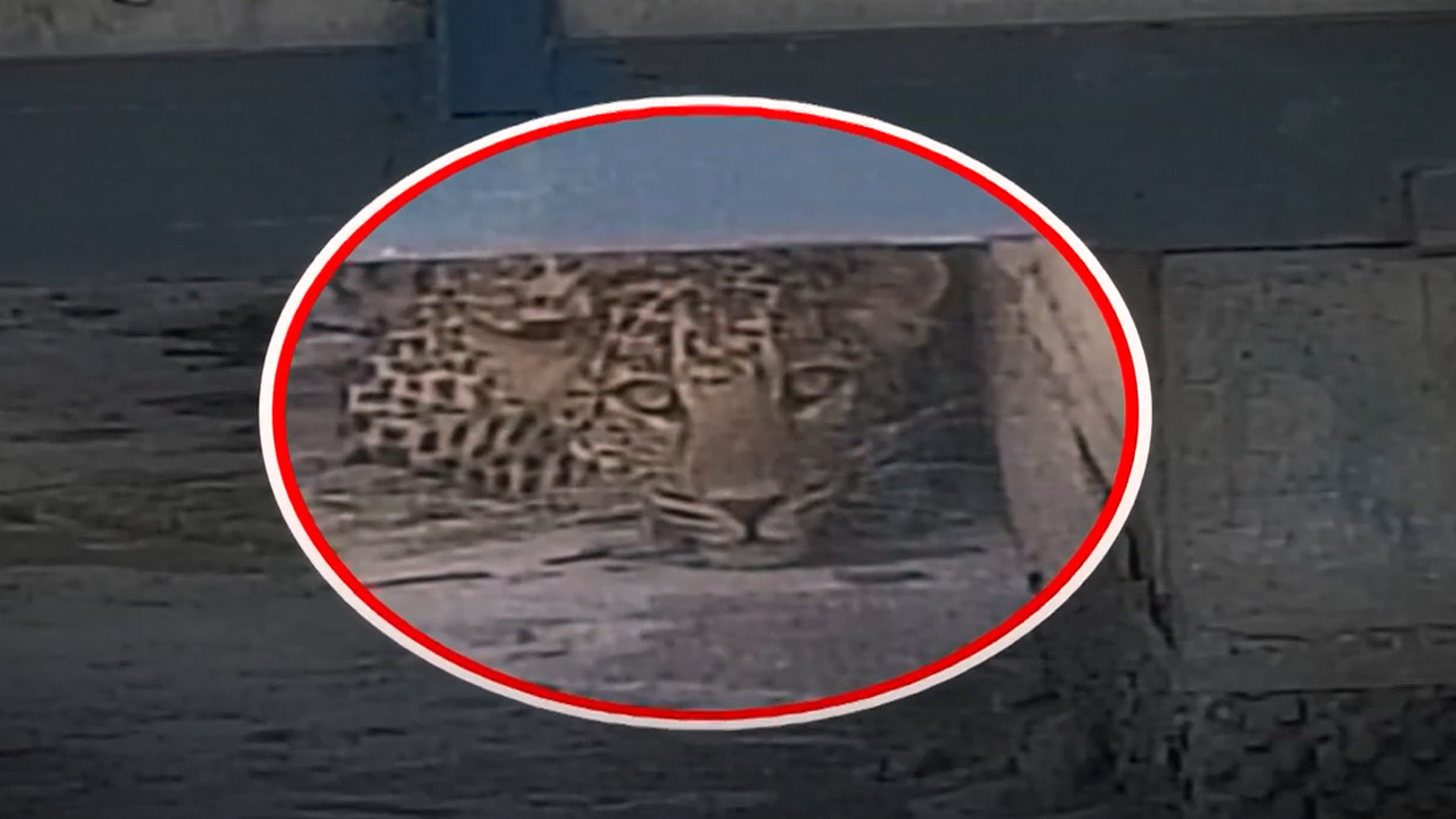 Leopard Spotted Inside HPCL Oil Refinery In Barmer