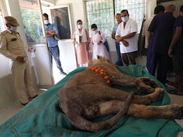 Lion Bhima Died: लापरवाही उजागर! चिड़ियाघर में "शेर भीम" की हुई मौत, विभाग ने बताई ये वजह  