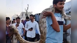 Rajasthan: राजस्&zwj;थान के गंगापुर में 18 फीट का न&zwj;िकला अजगर, लोग बोले- पहले कभी नहीं देखा था