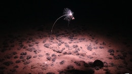 Scientists Race To Identify Deep-Sea Species Amid Growing Mining Interest