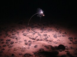 Scientists Race To Identify Deep-Sea Species Amid Growing Mining Interest Scientists Race To Identify Deep-Sea Species Amid Growing Mining Interest