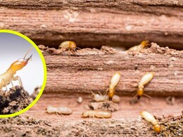 Termites Remedies: दीमक की जिद्दी पकड़ को खत्म करने के लिए अपनाएं ये 5 घरेलू नुस्खे, बच जाएगा महंगा फर्नीचर Termites Remedies: दीमक की जिद्दी पकड़ को खत्म करने के लिए अपनाएं ये 5 घरेलू नुस्खे, बच जाएगा महंगा फर्नीचर