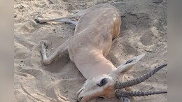 Deer killed in Bikaner: बीकानेर में गोली मारकर ह&zwj;िरण की हत्&zwj;या, जीप और थार में आए थे श&zwj;िकारी