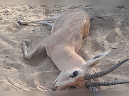 Deer killed in Bikaner: बीकानेर में गोली मारकर हिरण की हत्या, जीप और थार में आए थे शिकारी Deer killed in Bikaner: बीकानेर में गोली मारकर हिरण की हत्या, जीप और थार में आए थे शिकारी