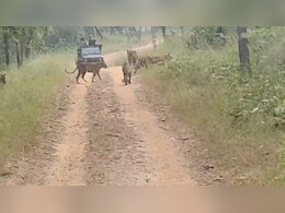 सीधी जिलाधिकारी की जांच शुरू, 'टाइगर रिजर्व' से जुड़ा है केस, क्या महंगी पड़ेगी जंगल सफारी !