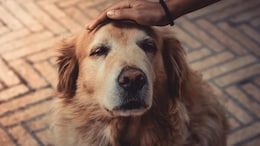 Could Dogs Live Longer? Breakthrough Pill Receives Key Regulator Approval