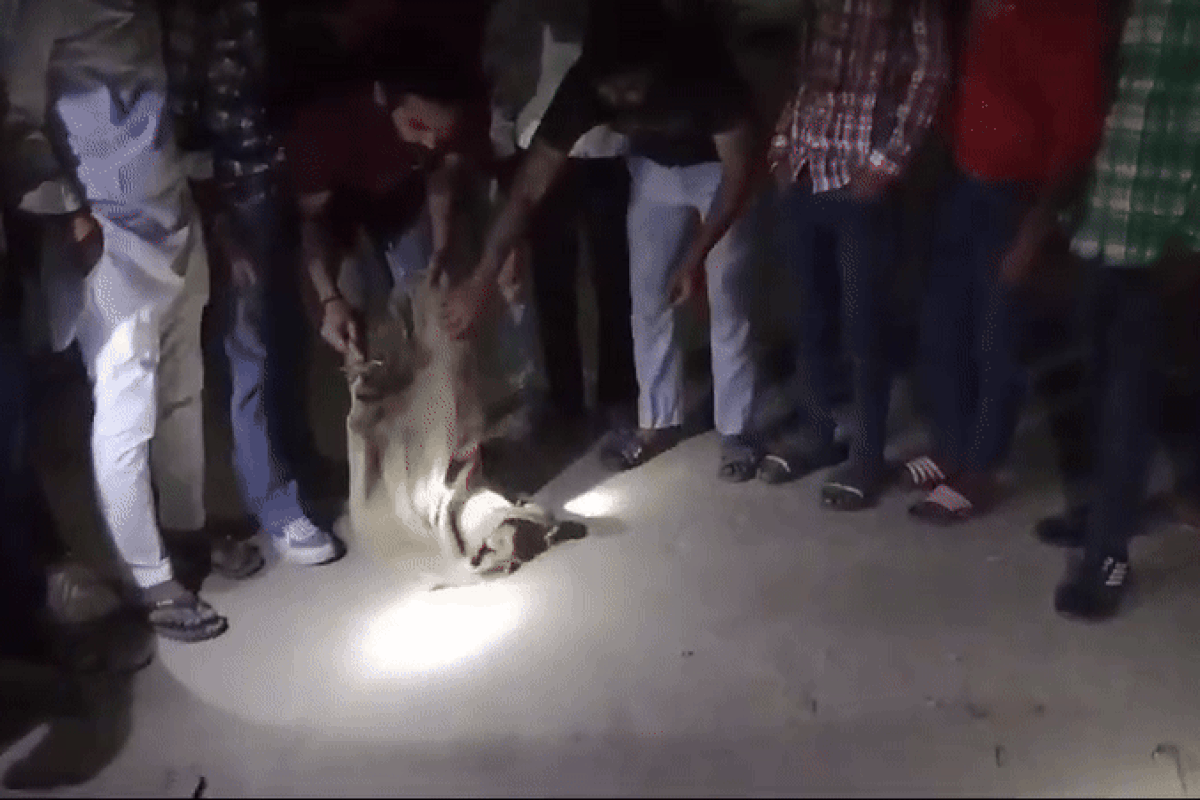 Cat rescued: करीब 70 फीट गहरे कुएं में गिरी बिल्ली का रेस्क्यू, 2 दिन तक फंसी रही, 10 मिनट में निकाला बाहर