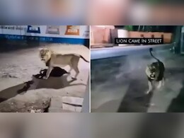 शेर सड़क से शिकार लेकर गुजर रहा था, कैमरा देखते ही अचानक पलटा और फिर... शेर सड़क से शिकार लेकर गुजर रहा था, कैमरा देखते ही अचानक पलटा और फिर...
