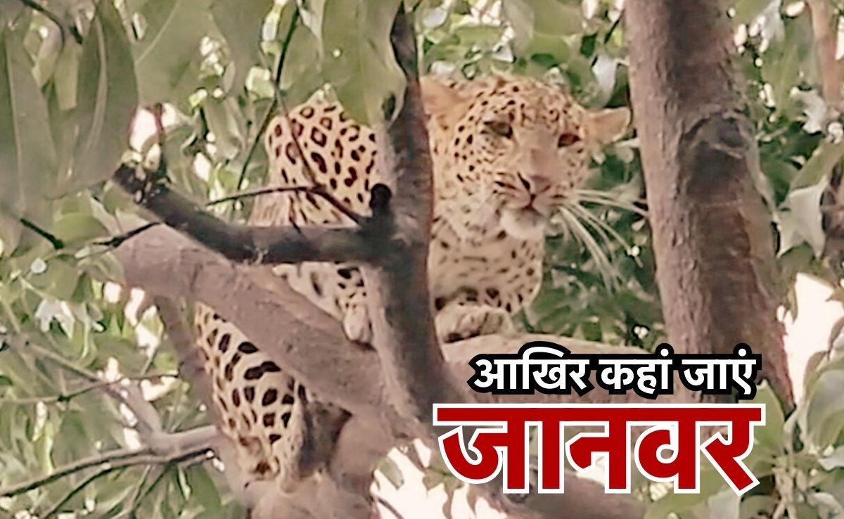 छत्तीसगढ़ में तेजी से बढ़ा Men Vs Wild संघर्ष, कांकेर जिले में खतरे में आया इकोसिस्टम
