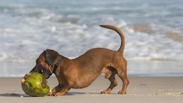 Sausage Dog Mauls Newborn Baby To Death In Russia: Report