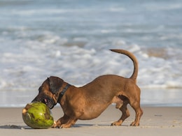 Sausage Dog Mauls Newborn Baby To Death In Russia: Report Sausage Dog Mauls Newborn Baby To Death In Russia: Report