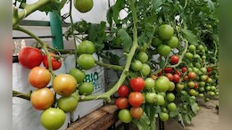 Rajasthan: अब खेत की ज़रूरत नहीं, घर की छत पर बिना मिट्टी उगा सकते हैं सब्ज़ियां,&nbsp;राजस्थान के बूंदी में अनोखा प्रयोग