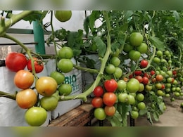 Rajasthan: अब खेत की ज़रूरत नहीं, घर की छत पर बिना मिट्टी उगा सकते हैं सब्ज़ियां, राजस्थान के बूंदी में अनोखा प्रयोग Rajasthan: अब खेत की ज़रूरत नहीं, घर की छत पर बिना मिट्टी उगा सकते हैं सब्ज़ियां, राजस्थान के बूंदी में अनोखा प्रयोग