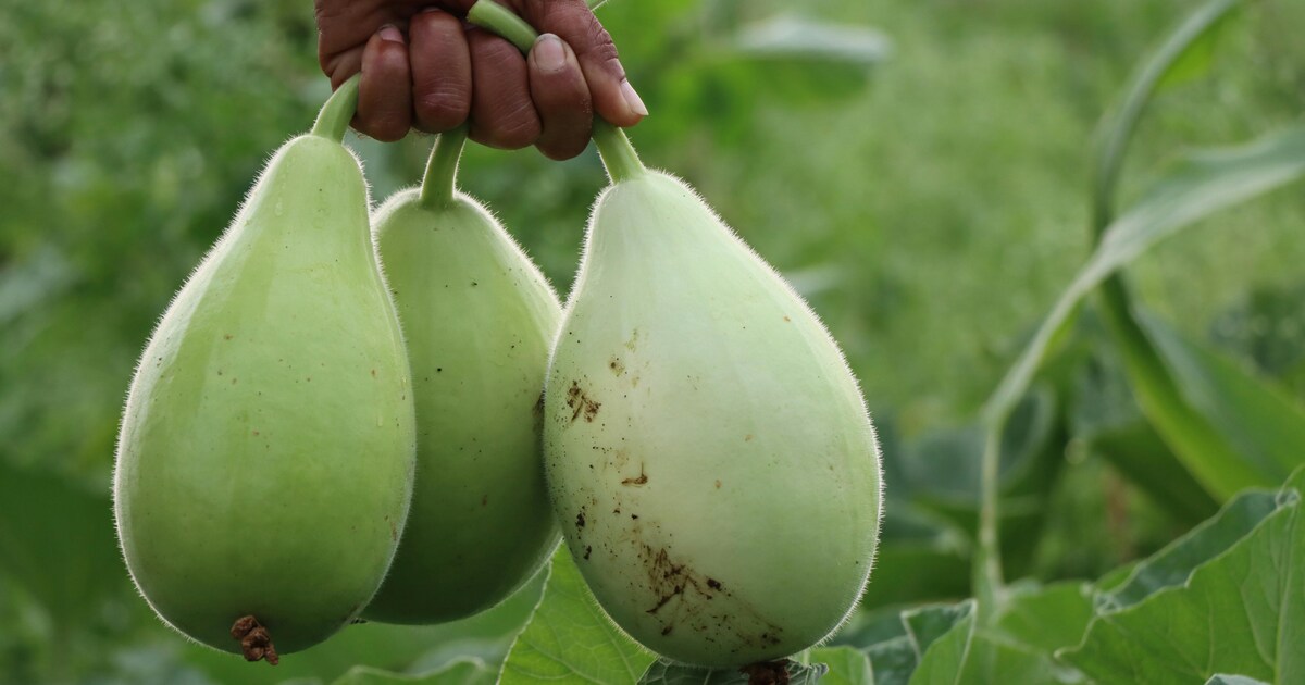 5 Amazing Benefits Of Lauki For Skin