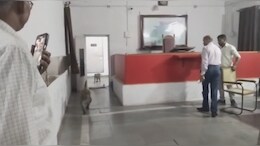Viral Video: 20 मिनट तक इधर-उधर भागते रहे अधिकारी, SDM Office में बंदर ने मचाया उत्पात
