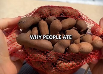 Vlogger Calls Tamarind Pods  Vlogger Calls Tamarind Pods