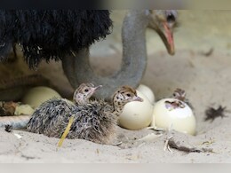 Ostrich Breeding Rajasthan: राजस्थान में पहली बार सफल शुतुरमुर्ग ब्रीडिंग, जयपुर चिड़ियाघर में जन्मा पहला चूज़ा