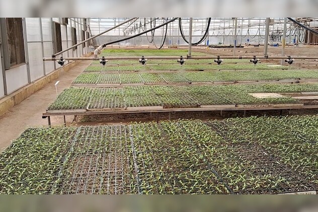 पौधों को बाल्टियों के ढक्कनों में छेद करके लगाया जाता है पौधों को बाल्टियों के ढक्कनों में छेद करके लगाया जाता है