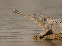 Rajasthan News: अब सरकार ने भी स्वीकारा, चंबल में गिर रहा गंदा पानी; दुर्लभ घड़ियालों के लिए बढ़ा ख़तरा