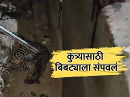 Ratnagiri News : पाळीव कुत्र्याला वाचवण्यासाठी पठ्ठ्याने बिबट्याला ठार मारलं  Ratnagiri News : पाळीव कुत्र्याला वाचवण्यासाठी पठ्ठ्याने बिबट्याला ठार मारलं