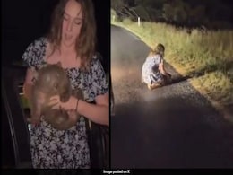 US Influencer Seen Snatching Baby Wombat In Australia, At Risk Of Losing Visa US Influencer Seen Snatching Baby Wombat In Australia, At Risk Of Losing Visa