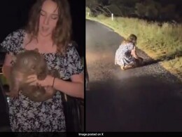 US Influencer "Truly Sorry" For Wombat Video, Slams Australian PM US Influencer "Truly Sorry" For Wombat Video, Slams Australian PM