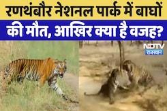 Ranthambore National Park : रणथंबौर नेशनल पार्क में Tigers की मौत, आखिर क्या है वजह ? | Ranthambore National Park : रणथंबौर नेशनल पार्क में Tigers की मौत, आखिर क्या है वजह ? |