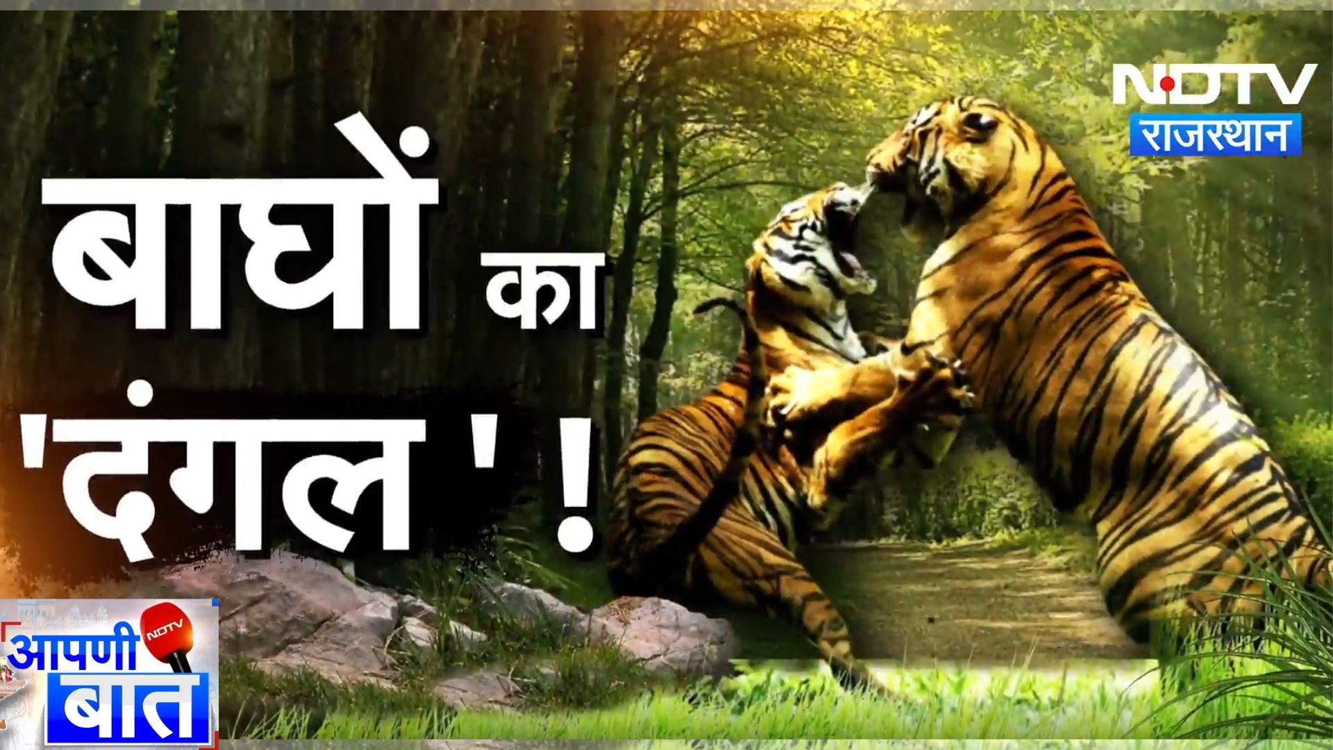 Tiger Reserve में बाघों के बीच बढ़ती लड़ाई की क्या है वजह? | Aapni Baat | Rajasthan