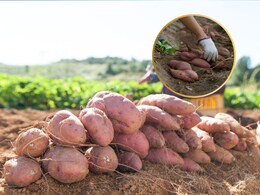 कम लागत... ज्यादा मुनाफा! सिर्फ 120 दिनों में शकरकंद की खेती से हो रही बंपर कमाई, जानिए कैसे?