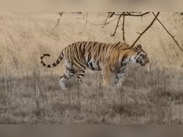 पन्ना टाइगर रिजर्व की फेमस बाघिन का एक शावक गायब, हाथियों के दल की सहायता से खोज रही टीम   पन्ना टाइगर रिजर्व की फेमस बाघिन का एक शावक गायब, हाथियों के दल की सहायता से खोज रही टीम