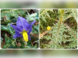 Ayurveda: सूखी या बलगम वाली खांसी में रामबाण इलाज है कांटेदार पौधा भटकटैया, काढ़ा देता है झट से आराम Ayurveda: सूखी या बलगम वाली खांसी में रामबाण इलाज है कांटेदार पौधा भटकटैया, काढ़ा देता है झट से आराम