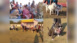 Rewa में पहली बार&nbsp;डॉग शो,&nbsp;ग्रेट डेन,&nbsp;जर्मन शेफर्ड, लैब्राडोर और गोल्डन रिट्रीवर...को देख दंग रहे लोग