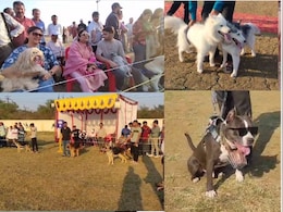 Rewa में पहली बार डॉग शो, ग्रेट डेन, जर्मन शेफर्ड, लैब्राडोर और गोल्डन रिट्रीवर...को देख दंग रहे लोग Rewa में पहली बार डॉग शो, ग्रेट डेन, जर्मन शेफर्ड, लैब्राडोर और गोल्डन रिट्रीवर...को देख दंग रहे लोग