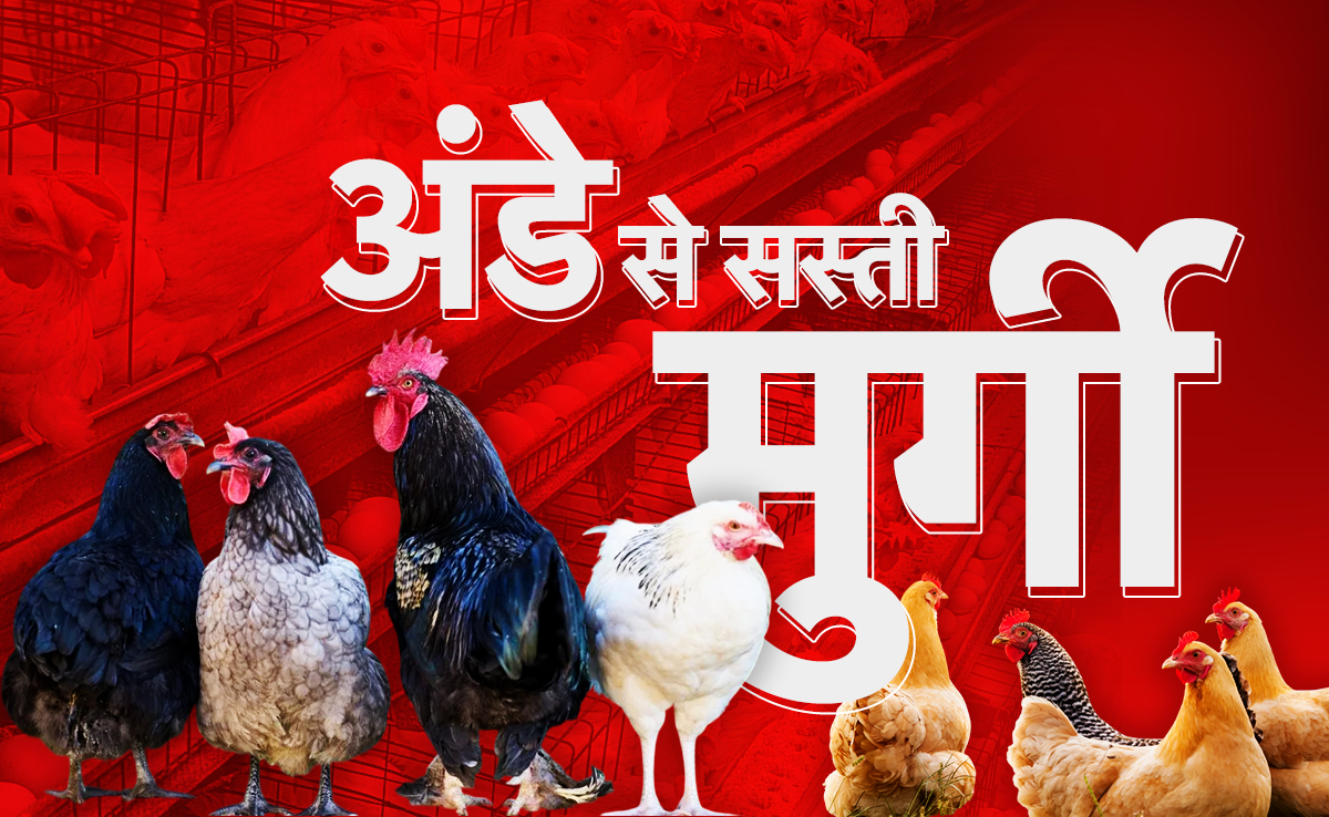 अमेरिका में किराए पर मुर्गियां क्यों पाल रहे हैं लोग, बर्ड फ्लू से इसका क्या है कनेक्शन