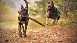 Mumbai Scientist Attacked By Neighbour's 2 Pet Dogs, Case Filed Against Owner